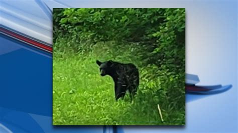 cuckold black twitter|Black bear caught on camera in Bath Township .